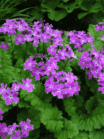 Примула Зибольда