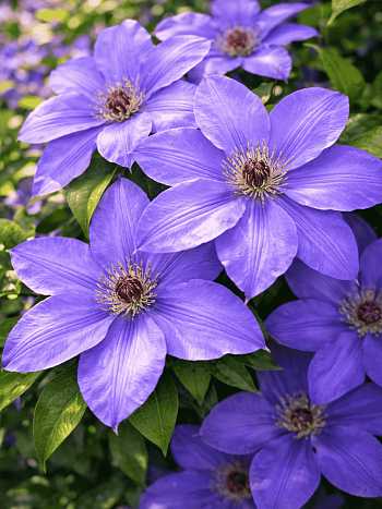 Клематис гибридный Laura