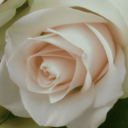 Роза Чайно-гибридная La Perla