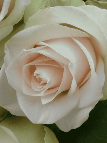 Роза Чайно-гибридная La Perla