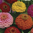 Цинния лиллипут Смесь окрасок Цинния лиллипут Смесь окрасок