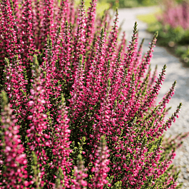 Вереск обыкновенный Amethyst