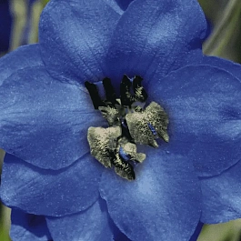 Дельфиниум  культурный Pacific Giant Blue Jay