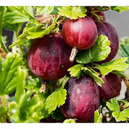 Крыжовник Олави