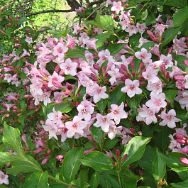 Вейгела цветущая Розеа