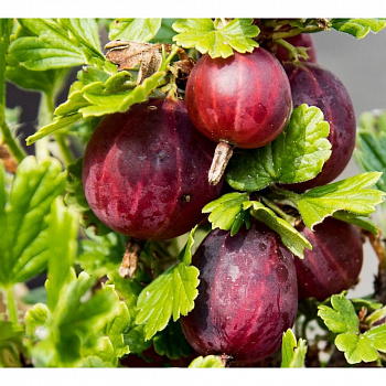 Крыжовник Олави