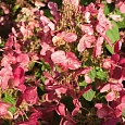 Гортензия метельчатая Magical Flame