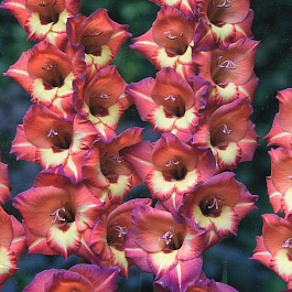 Гладиолус Бамбино Джуди