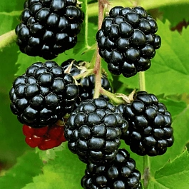 Ежевика Sweetie Pie