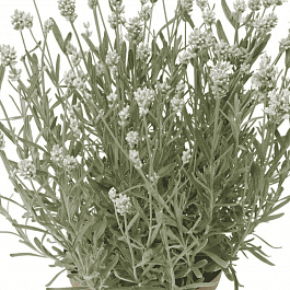 Лаванда  White Scent Early