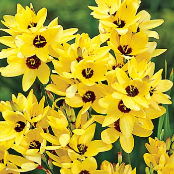 Иксия гибридная Yellow Emperor