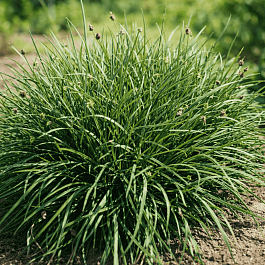 Сеслерия Sadleriana