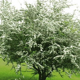 Боярышник обыкновенный