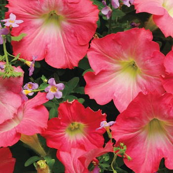 Смесь ампельных растений Фузейблс Блю Дон