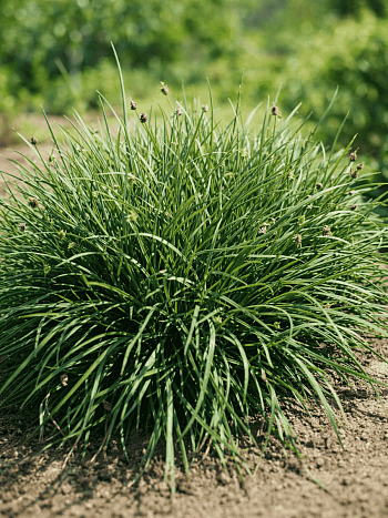 Сеслерия Sadleriana