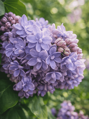 Сирень обыкновенная Александр Блок