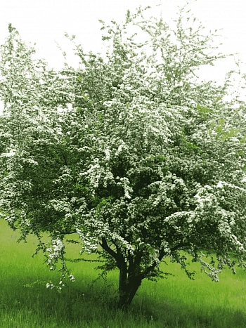 Боярышник обыкновенный