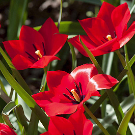 Тюльпан ботанический Ред Хантер
