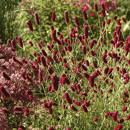 Кровохлебка лекарственная Red Thunder