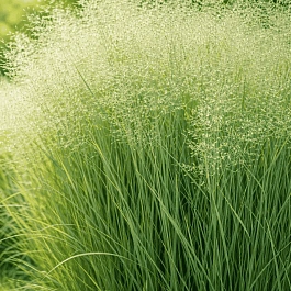 Просо прутьевидное Heavy Metal