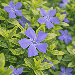 Барвинок малый Aureovariegata