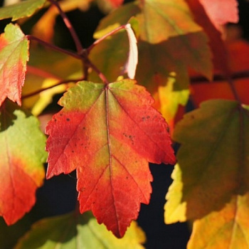 Клен красный Самме Ред