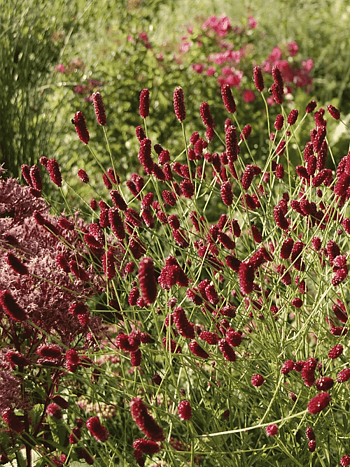 Кровохлебка лекарственная Red Thunder