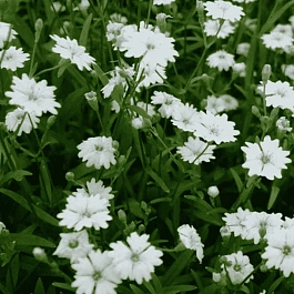 Смолёвка приальпийская Starry Dreams