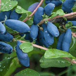 Жимолость плодовая Бочарская