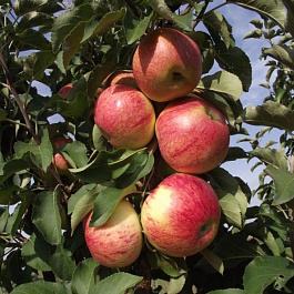 Яблоня колоновидная Останкино