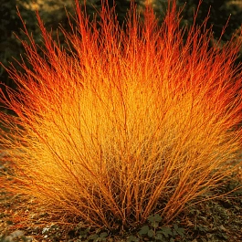 Дерен кроваво-красный Anny's Winter Orange