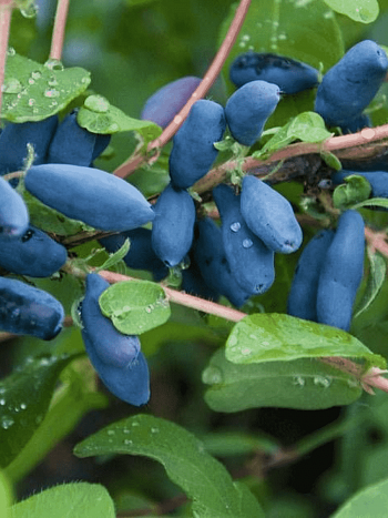 Жимолость плодовая Бочарская