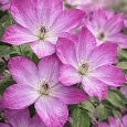 Клематис Pernille