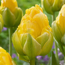 Тюльпан махровый поздний Ванилла Куп