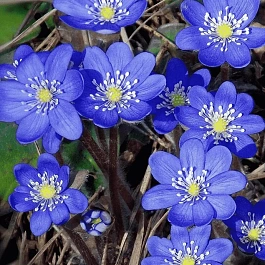 Печеночница благородная