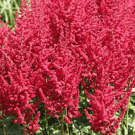 Астильба китайская Strawberry Cake