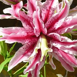 Лилия Magic Star