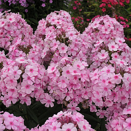 Флокс метельчатый Брайт Айс