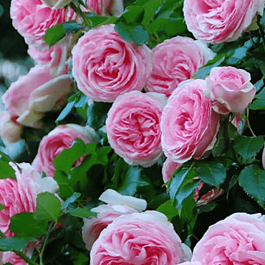 Роза Плетистая Pierre de Ronsard