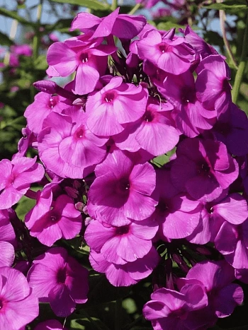 Флокс метельчатый Younique Purple