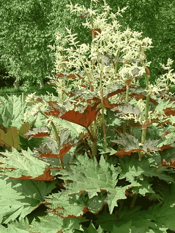 Ревень Tanguticum