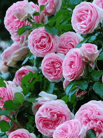 Роза Плетистая Pierre de Ronsard