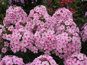 Флокс метельчатый Брайт Айс Флокс метельчатый Брайт Айс