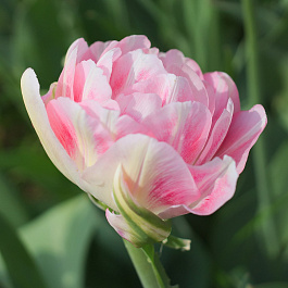 Тюльпан поздний махровый Финола НАБОР 2ШТ (10+10)