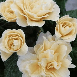 Примула обыкновенная Guemsey Cream