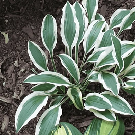 Хоста White Dove