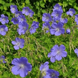 Герань гималайская Baby Blue