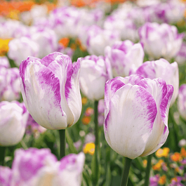 Тюльпан триумф Shirley