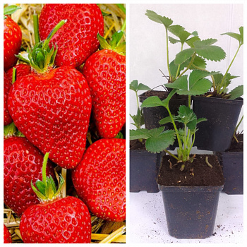 Земляника садовая Альба НАБОР 5ШТ