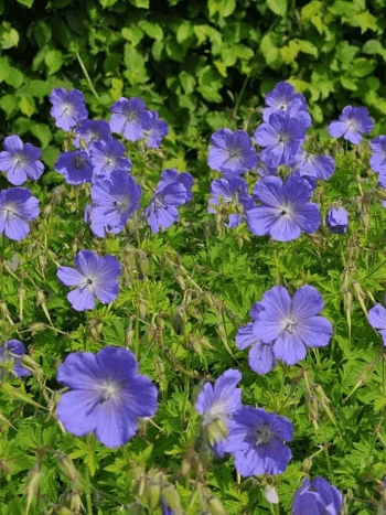 Герань гималайская Baby Blue
